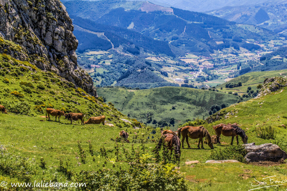 COLLAO PELEA EN CILLORIGO DE LIEBANA