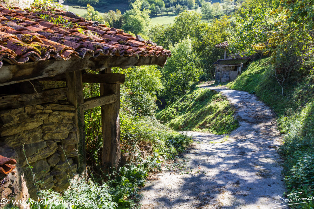POLLAYO EN VEGA DE LIEBANA
